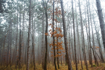 misty autumn morning in the forest