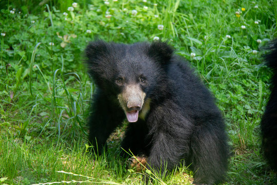 Sloth bear cub in the grass. Melursus ursinus.