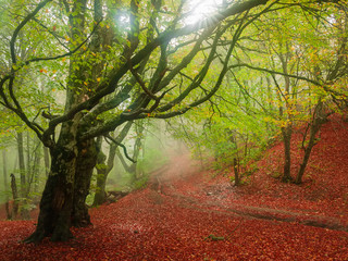 Footpath in autumn beech forest in fog