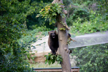 Wolverine on the tree. Gulo gulo.