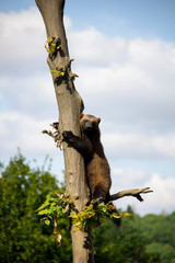 Wolverine on the tree. Gulo gulo.