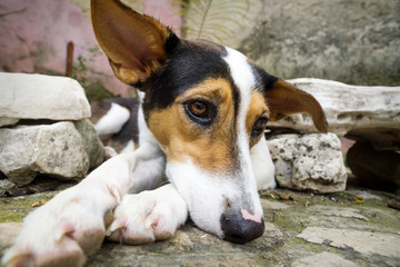 Bored dog lying in natural garden