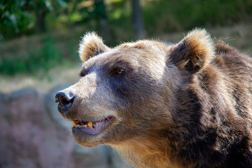 Brown bear. Ursus arctos.