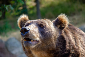 Portrait of brown bear. Ursus arctos.