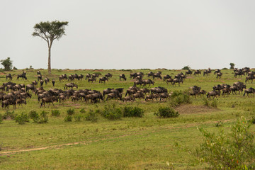 Fototapeta na wymiar A herd of migrating wildebeest grazing in the plains of Africa inside Masai Mara National Reserve during a wildlife safari