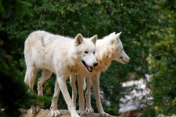 Naklejka na ściany i meble Arctic wolves. Canis lupus arctos.