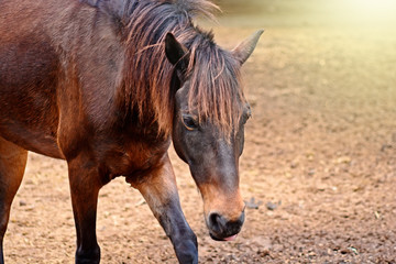 Fototapeta premium horse walk in farm place