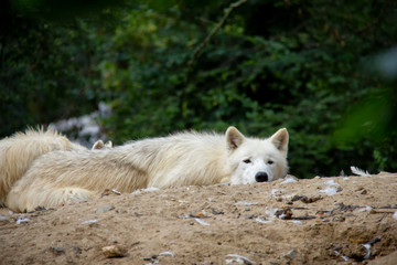 Sleeping arctic wolf. Canis lupus arctos.
