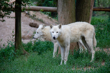 Naklejka na ściany i meble Arctic wolves. Canis lupus arctos.