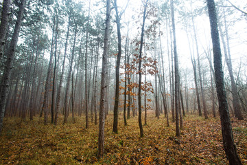 misty autumn morning in the forest
