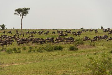 Fototapeta na wymiar A herd of migrating wildebeest grazing in the plains of Africa inside Masai Mara National Reserve during a wildlife safari