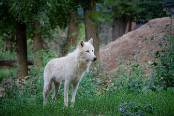 Naklejka na ściany i meble Portrait of arctic wolf. Canis lupus arctos.