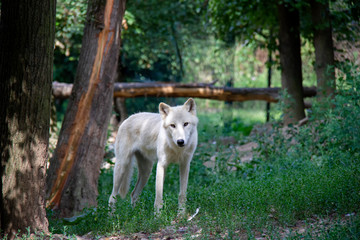 Arctic wolf standing on the grass. Canis lupus arctos.