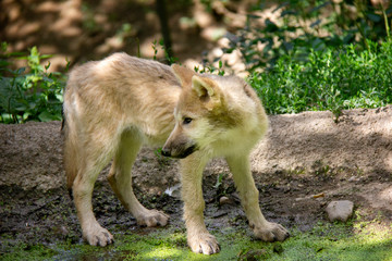 Arctic wolf cub. Canis lupus arctos.