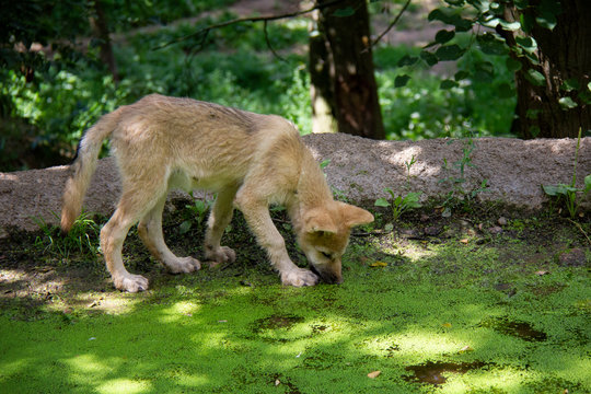 Arctic wolf on a bank. Canis lupus arctos.