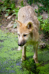 Arctic wolf puppy standing on a bank. Canis lupus arctos.