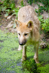 Arctic wolf cub standing on a bank. Canis lupus arctos.