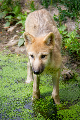 Arctic wolf puppy. Canis lupus arctos.