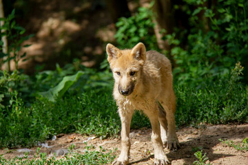 Arctic wolf cub on the ground. Canis lupus arctos.