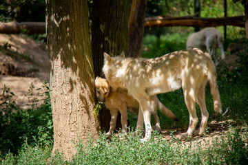 Arctic wolf with a cub. Canis lupus arctos.