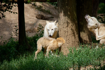 Obraz premium Arctic wolf with a cub. Canis lupus arctos.