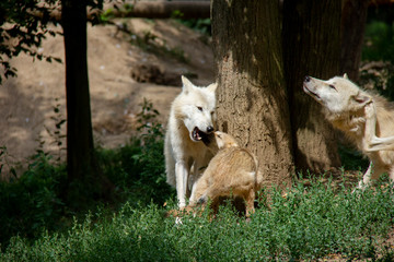 Naklejka na ściany i meble Arctic wolf mother with a cub. Canis lupus arctos.