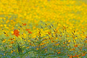 Obraz premium bloom yellow chrysanthemums daisy flower background pattern