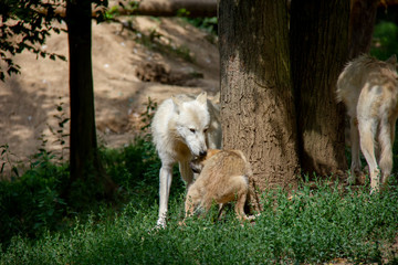 Naklejka na ściany i meble Arctic wolf with a cub. Canis lupus arctos.