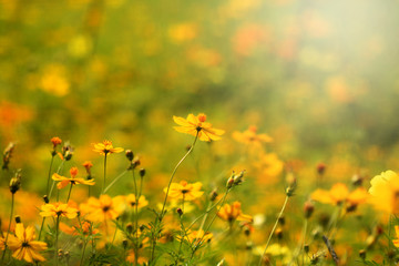 Soft focus bloom yellow chrysanthemums daisy flower background pattern