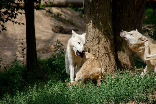 Arctic wolf mother with a cub. Canis lupus arctos.