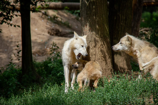 Arctic wolf with a cub. Canis lupus arctos.