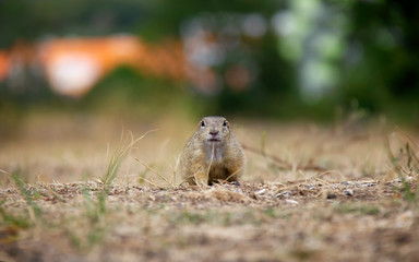 Naklejka na ściany i meble Running european ground squirrel. Spermophilus citellus. Czech Republic