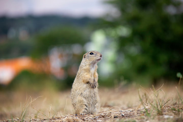 Naklejka na ściany i meble Standing european ground squirrel. Spermophilus citellus. Czech Republic