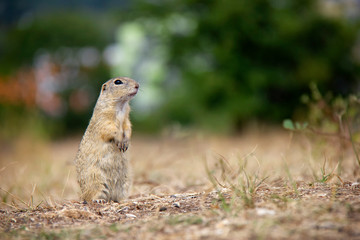 Naklejka na ściany i meble European ground squirrel standing on a field. Spermophilus citellus. Czech Republic