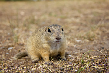 European ground squirrel on a field. Spermophilus citellus. Czech Republic