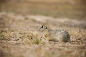 Naklejka na ściany i meble European ground squirrel on a field. Spermophilus citellus. Czech Republic