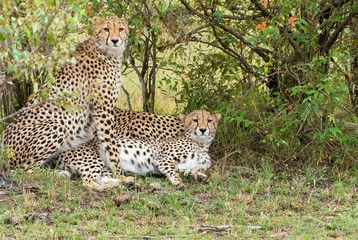 A cheetah family sitting together under a bush in the plains of Africa inside Masai Mara National Reserve during a wildlife safari