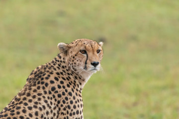 A cheetah sitting in the plains of Africa inside Masai Mara National Reserve during a wildlife safari