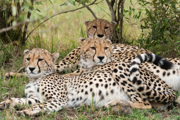A cheetah family sitting together under a bush in the plains of Africa inside Masai Mara National Reserve during a wildlife safari