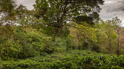 Coffee plantation, Alajuela region, Costa Rica