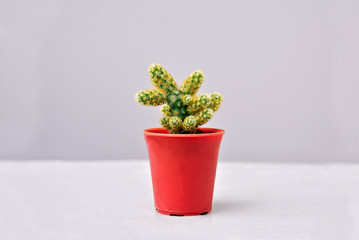 Cactus in a pot on white cement background
