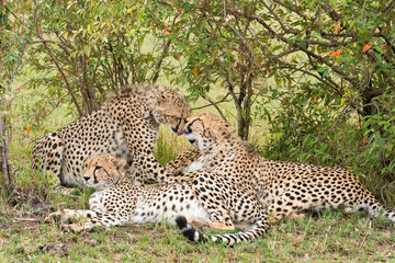 A cheetah family sitting together under a bush in the plains of Africa inside Masai Mara National Reserve during a wildlife safari