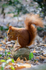 Red squirrel in forest. Sciurus vulgaris. Czech Republic