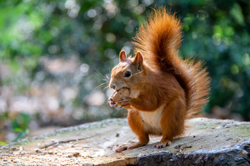 Red squirrel in forest. Sciurus vulgaris. Czech Republic