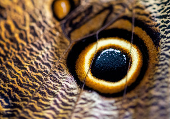 Schmetterling Augen Detail mimikri close up
