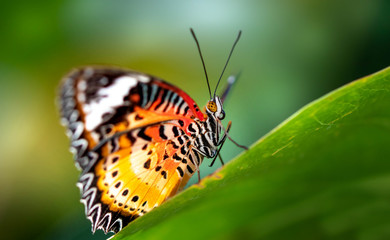 Schmetterling Portrait auf Blatt