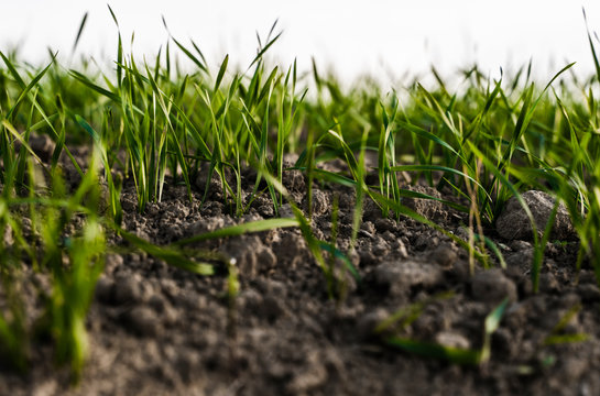 Young wheat seedlings growing on a field in autumn. Young green wheat growing in soil. Agricultural proces. Close up on sprouting rye agriculture on a field sunny day with blue sky. Sprouts of rye.
