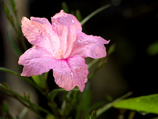 Rare pink wild flowers