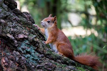 Red squirrel on a tree. Sciurus vulgaris. Czech Republic