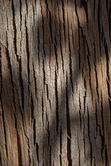 brown wood texture of an eucalyptus tree with a branch shadow